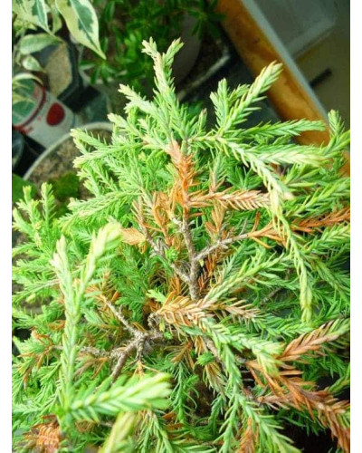 Туя західна Голден Таффет | Thuja occidentalis Golden Tuffet | Туя западная Голден Таффет