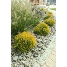 Туя західна Голден Таффет | Thuja occidentalis Golden Tuffet | Туя западная Голден Таффет