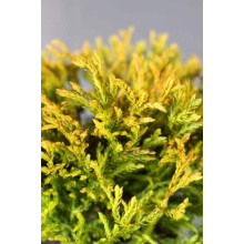 Туя західна Голден Таффет | Thuja occidentalis Golden Tuffet | Туя западная Голден Таффет