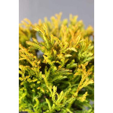 Туя західна Голден Таффет | Thuja occidentalis Golden Tuffet | Туя западная Голден Таффет
