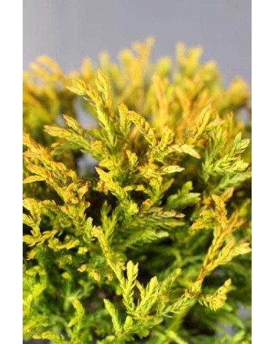 Туя західна Голден Таффет | Thuja occidentalis Golden Tuffet | Туя западная Голден Таффет