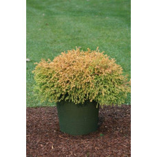 Туя західна Голден Таффет | Thuja occidentalis Golden Tuffet | Туя западная Голден Таффет