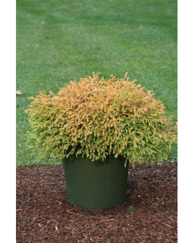 Туя західна Голден Таффет | Thuja occidentalis Golden Tuffet | Туя западная Голден Таффет