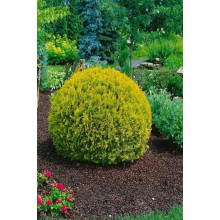 Туя західна Голден Глоб | Туя западная Голден Глоб | Thuja occidentalis Golden Globe