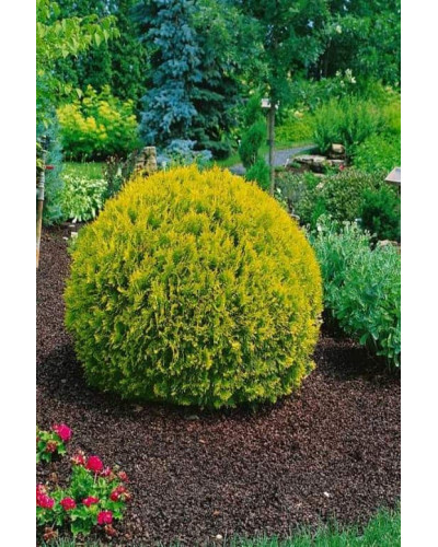 Туя західна Голден Глоб | Туя западная Голден Глоб | Thuja occidentalis Golden Globe