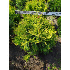 Туя західна Голден Глоб | Туя западная Голден Глоб | Thuja occidentalis Golden Globe