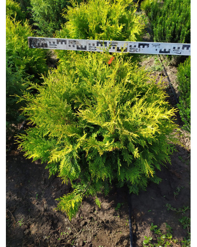 Туя західна Голден Глоб | Туя западная Голден Глоб | Thuja occidentalis Golden Globe
