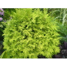 Туя західна Голден Глоб | Туя западная Голден Глоб | Thuja occidentalis Golden Globe