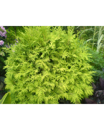Туя західна Голден Глоб | Туя западная Голден Глоб | Thuja occidentalis Golden Globe