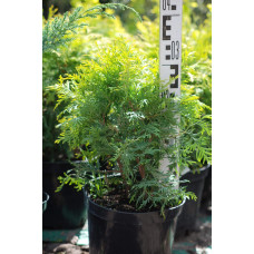 Туя західна Голден Глоб | Туя западная Голден Глоб | Thuja occidentalis Golden Globe