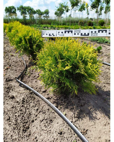 Туя західна Голден Глоб | Туя западная Голден Глоб | Thuja occidentalis Golden Globe