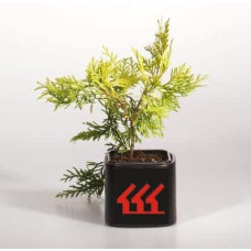 Туя західна Голден Глоб | Туя западная Голден Глоб | Thuja occidentalis Golden Globe