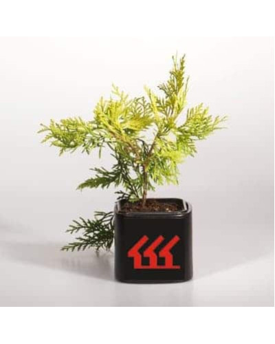 Туя західна Голден Глоб | Туя западная Голден Глоб | Thuja occidentalis Golden Globe