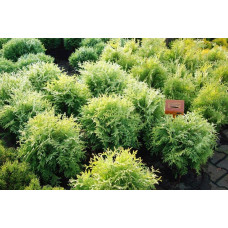 Туя західна Голден Глоб | Туя западная Голден Глоб | Thuja occidentalis Golden Globe