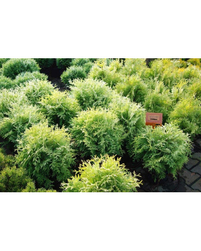 Туя західна Голден Глоб | Туя западная Голден Глоб | Thuja occidentalis Golden Globe