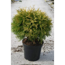 Туя західна Голден Глоб | Туя западная Голден Глоб | Thuja occidentalis Golden Globe