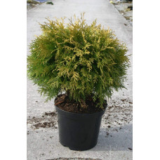 Туя західна Голден Глоб | Туя западная Голден Глоб | Thuja occidentalis Golden Globe