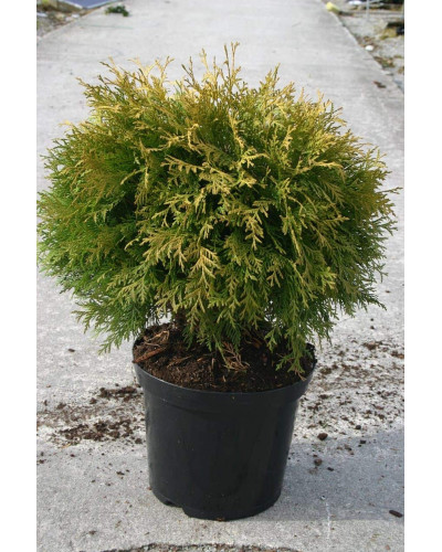Туя західна Голден Глоб | Туя западная Голден Глоб | Thuja occidentalis Golden Globe