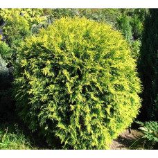 Туя західна Голден Глоб | Туя западная Голден Глоб | Thuja occidentalis Golden Globe