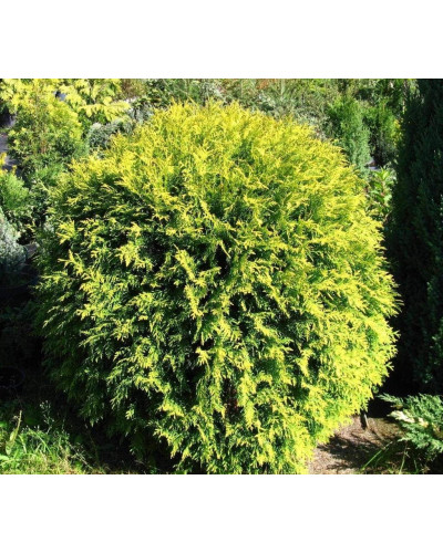 Туя західна Голден Глоб | Туя западная Голден Глоб | Thuja occidentalis Golden Globe