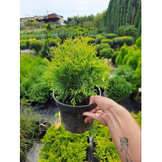 Туя західна Голден Глоб | Туя западная Голден Глоб | Thuja occidentalis Golden Globe