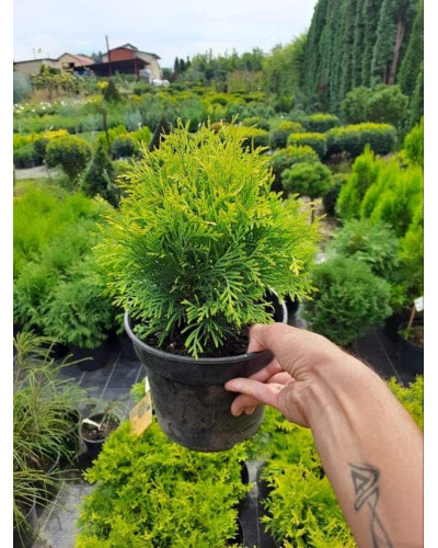 Туя західна Голден Глоб | Туя западная Голден Глоб | Thuja occidentalis Golden Globe