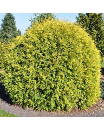 Туя західна Голден Глоб | Туя западная Голден Глоб | Thuja occidentalis Golden Globe