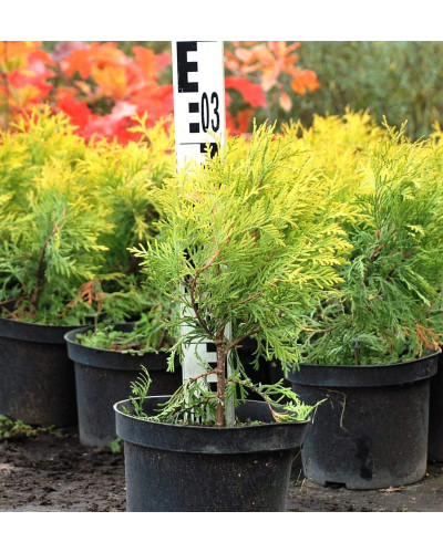Туя західна Голден Глоб | Туя западная Голден Глоб | Thuja occidentalis Golden Globe