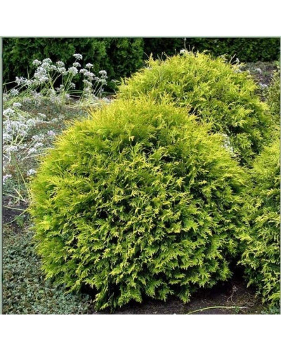 Туя західна Голден Глоб | Туя западная Голден Глоб | Thuja occidentalis Golden Globe