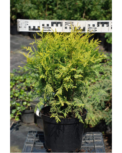Туя західна Голден Глоб | Туя западная Голден Глоб | Thuja occidentalis Golden Globe