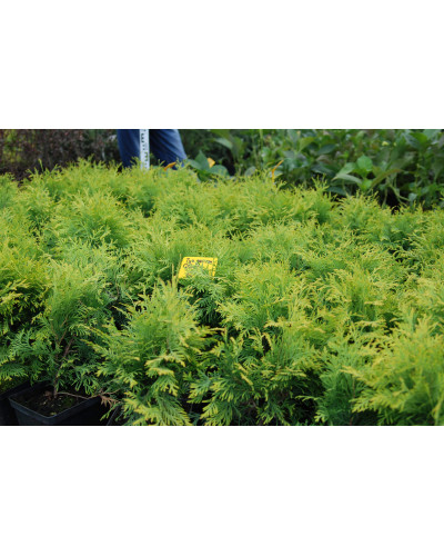 Туя західна Голден Глоб | Туя западная Голден Глоб | Thuja occidentalis Golden Globe