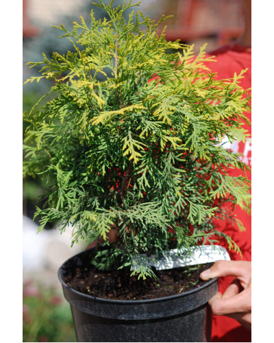 Туя західна Голден Глоб | Туя западная Голден Глоб | Thuja occidentalis Golden Globe