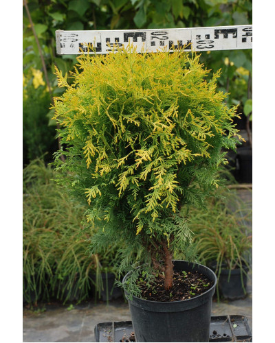 Туя західна Голден Глоб | Туя западная Голден Глоб | Thuja occidentalis Golden Globe