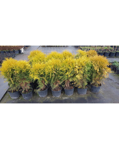 Туя західна Голден Глоб | Туя западная Голден Глоб | Thuja occidentalis Golden Globe
