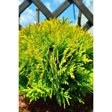Туя західна Міріам ® | Туя западная Мириам ® | Thuja occidentalis Mirjam ®