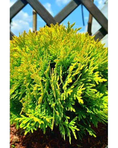 Туя західна Міріам ® | Туя западная Мириам ® | Thuja occidentalis Mirjam ®