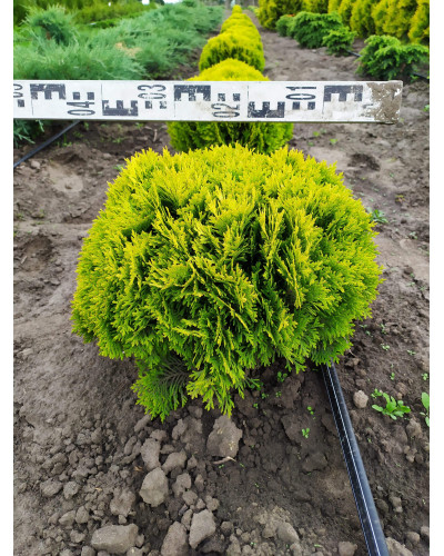 Туя західна Міріам ® | Туя западная Мириам ® | Thuja occidentalis Mirjam ®
