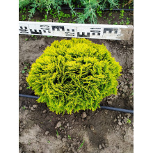Туя західна Міріам ® | Туя западная Мириам ® | Thuja occidentalis Mirjam ®