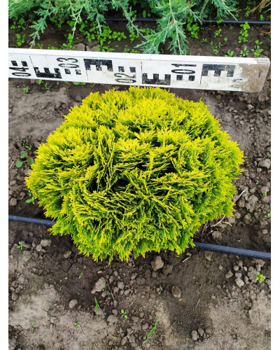 Туя західна Міріам ® | Туя западная Мириам ® | Thuja occidentalis Mirjam ®