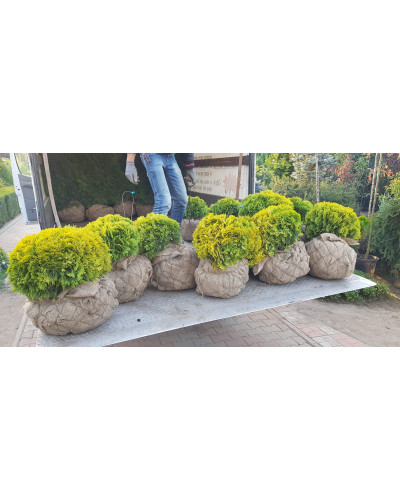 Туя західна Міріам ® | Туя западная Мириам ® | Thuja occidentalis Mirjam ®