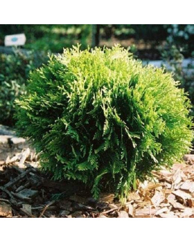 Туя західна Міріам ® | Туя западная Мириам ® | Thuja occidentalis Mirjam ®