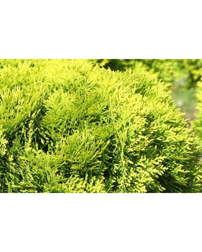 Туя західна Міріам ® | Туя западная Мириам ® | Thuja occidentalis Mirjam ®