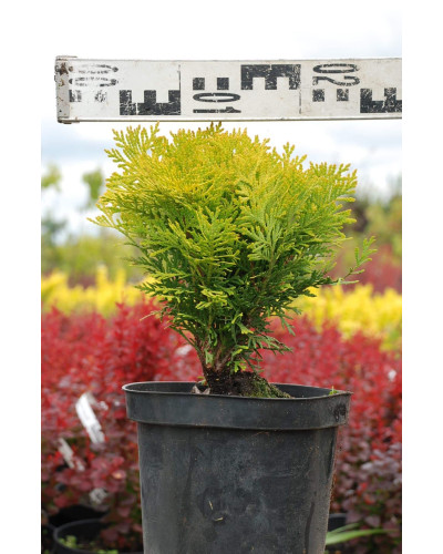 Туя західна Міріам ® | Туя западная Мириам ® | Thuja occidentalis Mirjam ®
