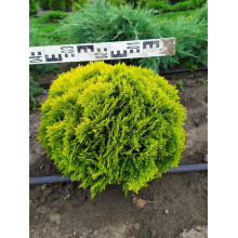 Туя західна Міріам ® | Туя западная Мириам ® | Thuja occidentalis Mirjam ®