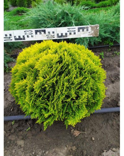 Туя західна Міріам ® | Туя западная Мириам ® | Thuja occidentalis Mirjam ®