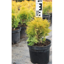 Туя західна Міріам ® | Туя западная Мириам ® | Thuja occidentalis Mirjam ®