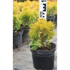 Туя західна Міріам ® | Туя западная Мириам ® | Thuja occidentalis Mirjam ®