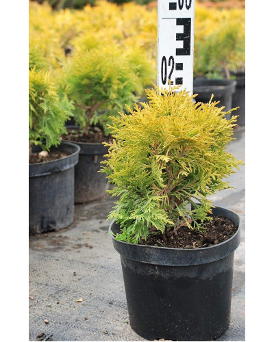 Туя західна Міріам ® | Туя западная Мириам ® | Thuja occidentalis Mirjam ®