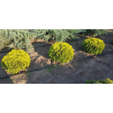 Туя західна Міріам ® | Туя западная Мириам ® | Thuja occidentalis Mirjam ®
