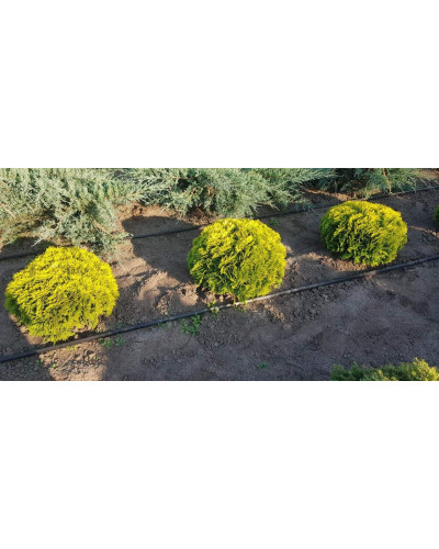 Туя західна Міріам ® | Туя западная Мириам ® | Thuja occidentalis Mirjam ®